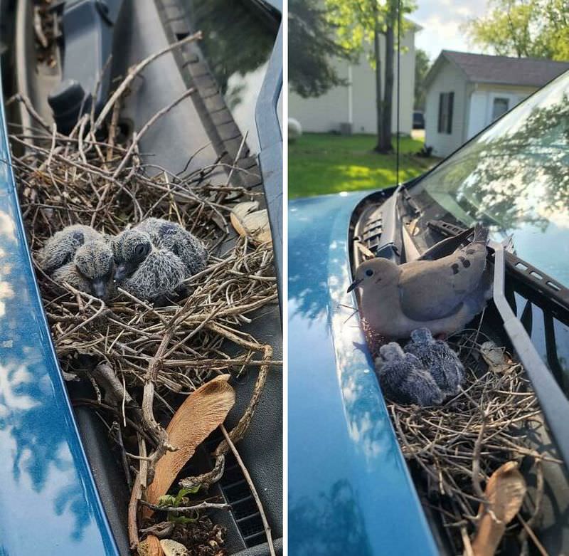 Фотографиями гнезд птиц в самых необычных местах