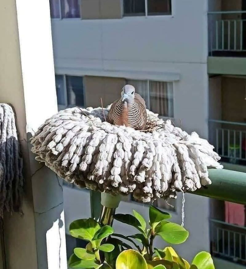 Фотографиями гнезд птиц в самых необычных местах