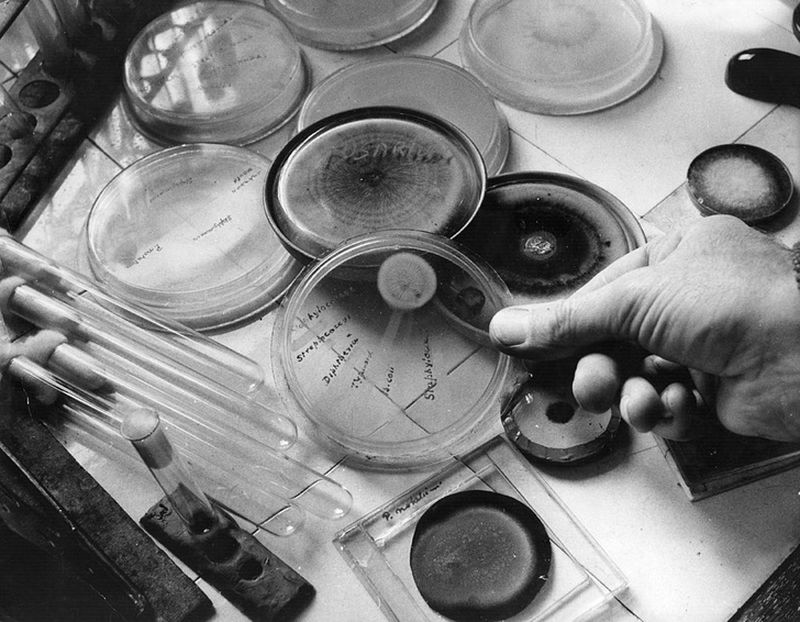 Как Александр Флеминг открыл пенициллин