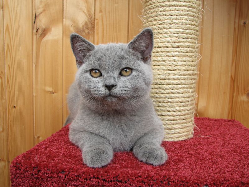 Чистокровный голубой британский котенок