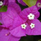 Бугенвиллея (Bougainvillea) - вечнозелёный вьющийся кустарник
