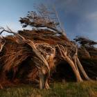 Кривые деревья Slope Point в Новой Зеландии