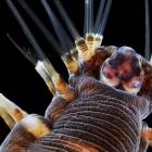 Названы победители фотоконкурса Nikon Small World 2013