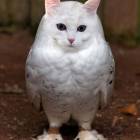 Meowl — гибрид кошки и совы