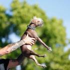 В Калифорнии состоялся конкурс Самый уродливый пес в мире