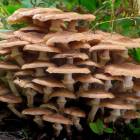 10 самых популярных съедобных грибов