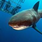 Как потрогать белую акулу