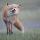 Неудачные фотографии животных