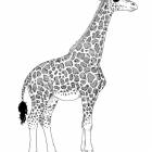 Узнайте, как нарисовать жирафа в этом пошаговом уроке