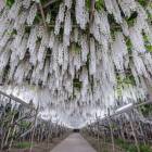 Удивительные фотографии деревьев глицинии