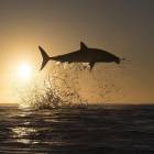 Потрясающие фотографии больших белых акул, прыгающих высоко над водой