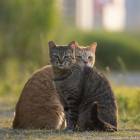Забавные фотографий бродячих кошек Японии от Масаюки Оки