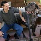 Голубой дог по кличке Джордж (George) - самая большая собака в мире