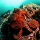 Встреча c гигантским тихоокеанским осьминогом (Octopus Dofleini)