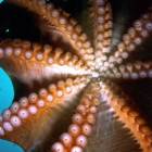 Встреча c гигантским тихоокеанским осьминогом (Octopus Dofleini)