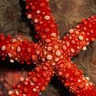 Морские звезды и морские ежи