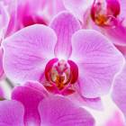 Кёкенхоф (Keukenhof) - парк цветов в Голландии