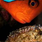 Подводный мир морских обитателей