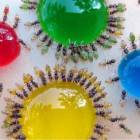 Разноцветные муравьи