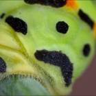 Гусеница бабочки махаона
