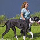 Самой большой собакой в мире стал немецкий дог по кличке Нова