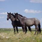 Лошадь как официальный символ штата (State horse)