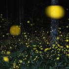 Светлячки в фотографиях Цунеяки Хирамацу