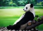 10-Летняя панда по кличке синь юэ