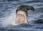 Удивительный маневр спас морского котика от зубов белой акулы