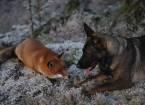 Дружба, как она есть: лис и пёс