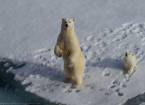 Белые медведи: знакомство с ледоколом