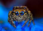 Гипнотизирующие макроснимки пауков