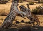 Две тигрицы вступили в схватку из-за территории