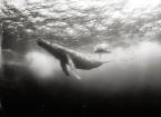 Подводный мир ануара патьяне (anuar patjane)