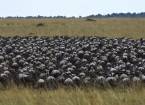 Великая миграция животных в кенийском заповеднике масаи-мара
