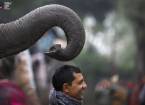 В непале проходит 12-й слоновий конкурс красоты