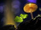 Сказочный мир грибов в снимках martin pfister