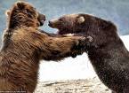 Как два медведя боролись за рыбку