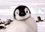 Антарктида: императорские пингвины
