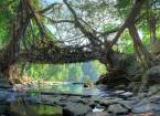 «Живые» мосты в индии