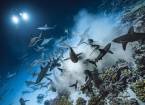 Удивительные фотографии охотящихся акул