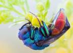 Фотографии насекомых и членистоногих крупным планом
