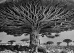 Старейшие деревья планеты