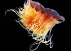 Медузы в фотографиях александра семенова
