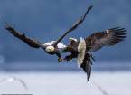 Воздушный бой двух белоголовых орланов