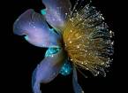 Ультрафиолет раскрывает скрытую красоту цветов
