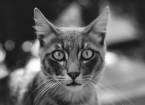 Фотографии бездомных кошек кипра в черно-белом цвете