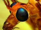 Фотограф-Натуралист томас шэхэн и его насекомые