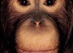 Приматы от джеймс моллисон (james mollison)