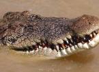 Прыгающие крокодилы реки аделаида